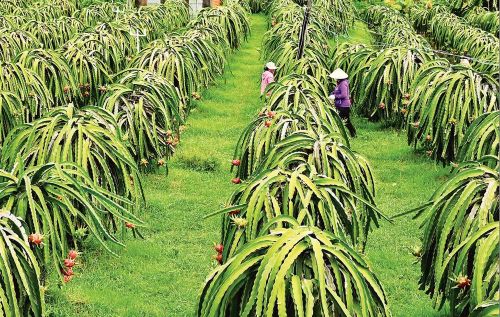Nông dân xã Hàm Kiệm, tỉnh Lâm Đồng chăm sóc thanh long. (Ảnh TTXVN)