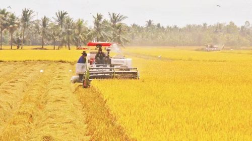 Nông dân thu hoạch lúa tại xã Vĩnh Thuận Đông, thành phố Cần Thơ. (Ảnh: TTXVN)