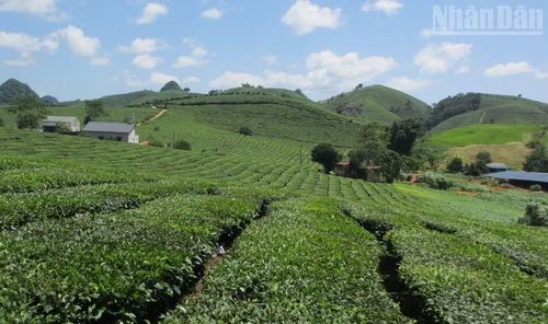 Những diện tích chè tại Tổ dân phố 68, phường Vân Sơn hiện cũng đang nằm trong diện bị tranh chấp với Vinatea Mộc Châu sau đợt đo đạc năm 2015.