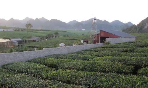 Rất nhiều nhà ở ổn định, không tranh chấp trong mấy chục năm qua hiện đang bị chồng lấn với đất của Vinatea Mộc Châu sau đợt đo đạc 2015.