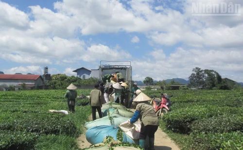 Theo phản ánh trực tiếp của các hộ trồng chè ở các phường Vân Sơn, Mộc Châu, giá chè thu mua hiện nay của Vinatea Mộc Châu quá thấp so với giá thị trường.