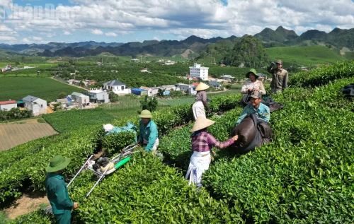Các hộ dân trồng chè ở các phường Vân Sơn, Thảo Nguyên rất mong muốn có một cuộc kiểm tra toàn diện để làm rõ ràng những tranh chấp hiện nay.