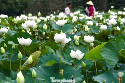 Bên cạnh sen hồng, những đầm Bạch Liên cũng bước vào mùa đẹp nhất trong năm với sắc trắng tinh khôi phủ kín mặt nước.
