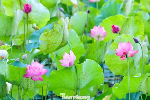 Sắc hồng phủ kín mặt đầm, tạo nên bức tranh mùa hè rực rỡ. Những bông sen bung nở khoe vẻ đẹp thanh tao và hương thơm dịu nhẹ đặc trưng.