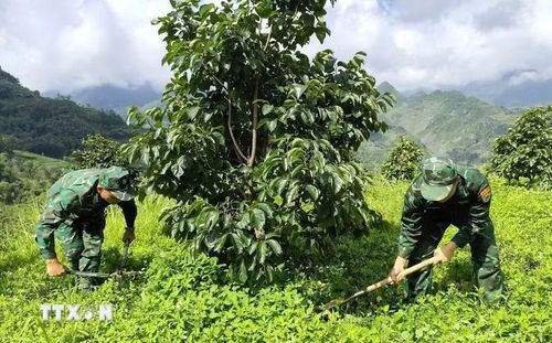 Cán bộ, chiến sĩ Đồn Biên phòng Nghĩa Thuận (tỉnh Tuyên Quang) phát dọn cỏ, chăm sóc vườn hồng không hạt tại xã Nghĩa Thuận, góp phần hỗ trợ người dân nâng cao hiệu quả sản xuất. (Ảnh: Hoàng Chính/TTXVN phát)