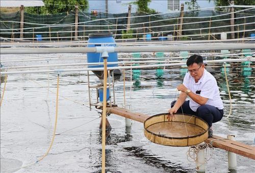 Ông Ngô Văn Thới, ấp Tân Thành, xã Long Thành, nuôi tôm thẻ chân trắng công nghệ cao kiểm tra thể trạng tôm nuôi.
