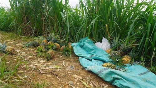 Không ít hộ dân ở xã Hà Long đã bẻ dứa vứt bỏ tràn lan ven ruộng do không tiêu thụ được.