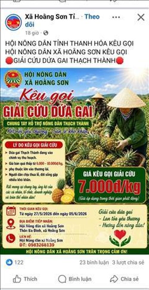 Hội Nông dân tỉnh Thanh Hóa kêu gọi các cấp hội giải cứu dứa.