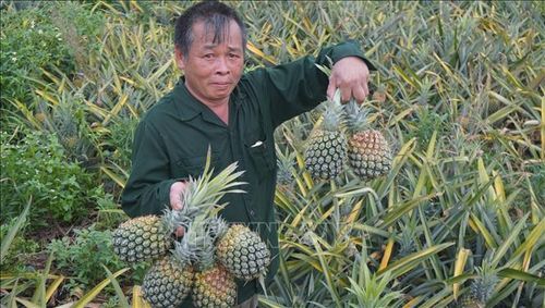 Người nông dân xót xa khi nhìn những ruộng dứa đã đến ngày thu hoạch nhưng đành phải bỏ chín nẫu vì giá đã thấp mà vẫn không có người mua.