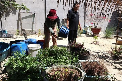 Người dân "chắt chiu" từng giọt nước để cứu những luống rau còn lại chưa khô héo.
