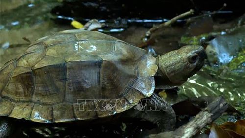 Một cá thể rùa được thả về rừng Kon Ka Kinh sau thời gian dài được cứu hộ.