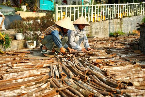 Ngày 13/10/2011, Cục Sở hữu trí tuệ đã ban hành Quyết định số 2293/QĐ-SHTT về việc cấp Giấy chứng nhận đăng ký chỉ dẫn địa lý "Trà My" cho sản phẩm quế vỏ. Ảnh: THIỆN TÙNG