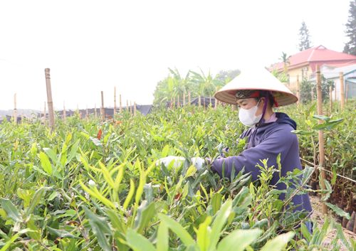 Công ty Cổ phần Mường Thanh Green sẵn sàng cây giống mắc ca để cung ứng cho các địa phương phục vụ sản xuất.