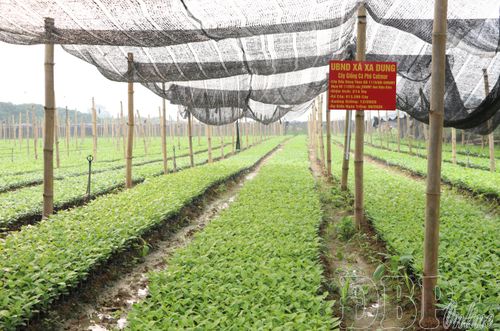 Các địa phương không tổ chức gieo ươm đã chủ động đặt hàng các cơ sở sản xuất uy tín nhằm đảm bảo nguồn cây giống đủ về số lượng và chuẩn về chất lượng.