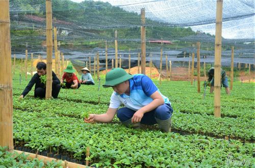 Người dân xã Chiềng Sinh chăm sóc vườn ươm cây giống cà phê phục vụ sản xuất năm 2026.