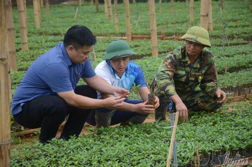 Cán bộ Trung tâm dịch vụ tổng hợp xã Chiềng Sinh kiểm tra quá trình sinh trưởng, phát triển của cây giống được gieo ươm tại địa phương.