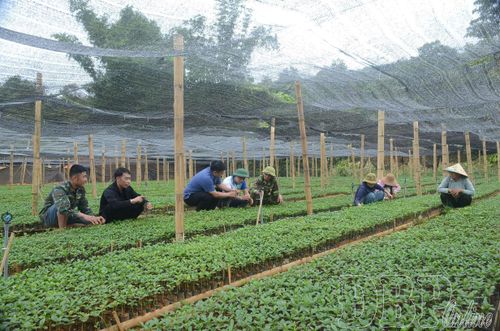Vườn ươm cây giống cà phê tại xã Chiềng Sinh.