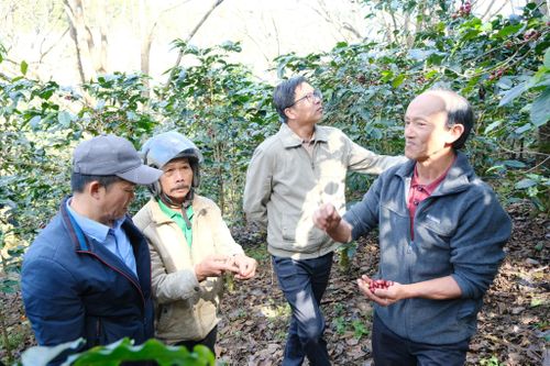 Các mô hình sản xuất cà phê bền vững được nhiều nông dân quan tâm, áp dụng vào sản xuất