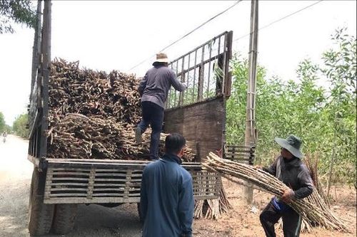 Hom mì được thu mua nhiều để vận chuyển lên các thôn Suối Bang, Suối Tứ (Sơn Mỹ) trồng vụ hè thu