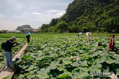 Thợ ảnh hướng dẫn du khách tạo dáng để có những bức hình đẹp giữa mùa sen.