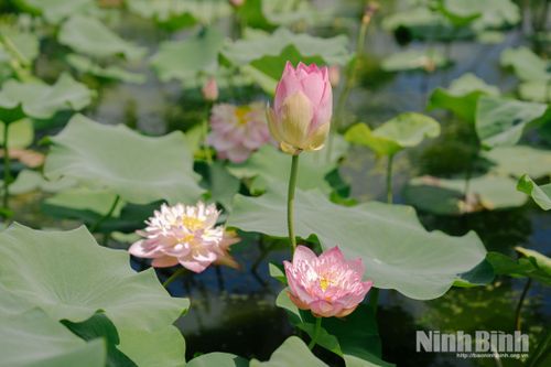 Sen Nhật với cánh sen nhỏ, đầu cánh nhọn tạo nên nét riêng của sen Hang Múa.