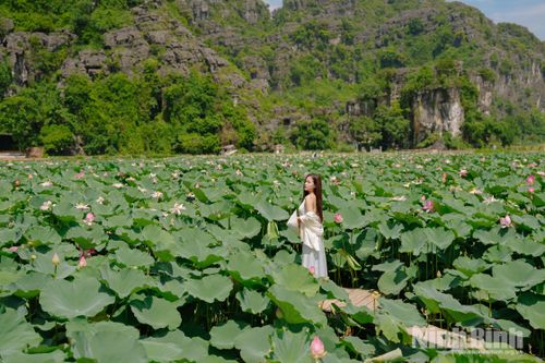Không gian thanh bình của đầm sen mang đến cho du khách những trải nghiệm gần gũi với thiên nhiên.