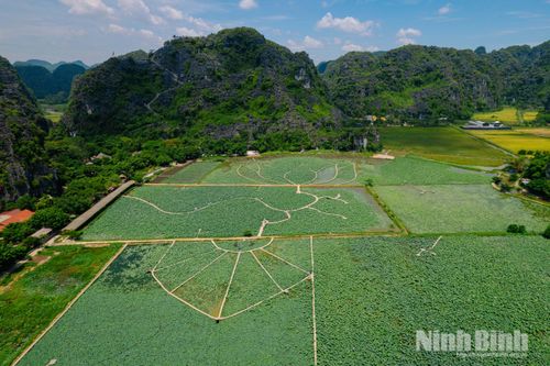 Những bông sen đầu mùa khoe sắc dưới chân núi Ngọa Long tạo nên khung cảnh thơ mộng.