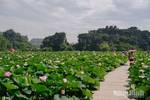 Từ sáng sớm, nhiều du khách đã có mặt tại đầm sen để lưu lại những khoảnh khắc của mùa sen đầu hạ.