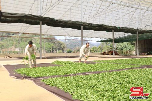 Công nhân Công ty TNHH Trà Thu Đan, xã Bình Thuận sơ chế chè sau khi thu hoạch.