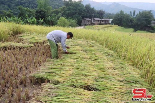 Nhân dân xã Chiềng Hoa thu hoạch lúa xuân.
