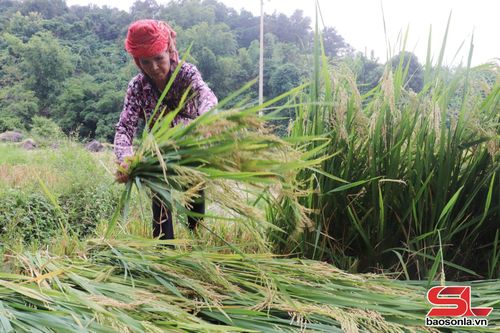 Nhân dân xã Chiềng Hoa gặt lúa xuân.
