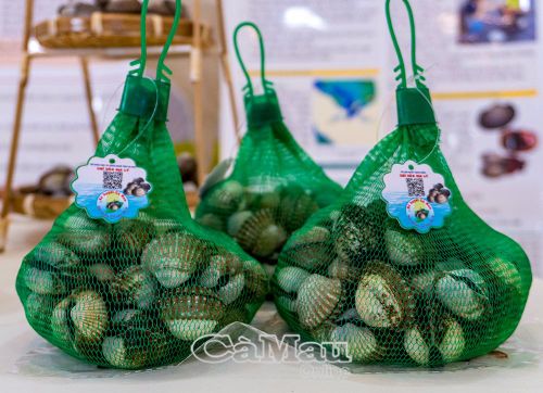 Ðảm bảo truy xuất nguồn gốc là một trong những yêu cầu cần thiết để sò huyết được mang chỉ dẫn địa lý “Cà Mau”.