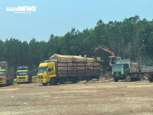 Một trạm cân thu mua keo tràm trái phép nằm ở xã Xuân Lộc, huyện Phú Lộc cũ (nay là xã Hưng Lộc, TP Huế)