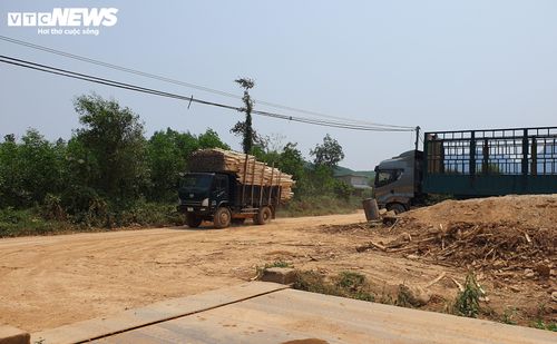 Các xe tải được độ chế thành thùng chở keo tràm sau khi khai thác về các trạm cân trên trục đường dân sinh xã Lâm Trạch cũ (nay là Phong Nha).