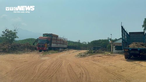 Một trạm cân thu mua keo tràm dựng trái phép trên khu đất rộng cả nghìn mét vuông tại xã Hưng Lộc (TP huế). 