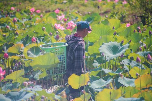 Người dân đang hái hạt sen để kiếm thêm nguồn thu nhập. Ảnh: CĐ.