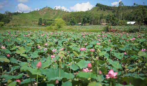 Đầm sen ở Trà Lý nở rộ khoe sắc. Ảnh: CĐ.
