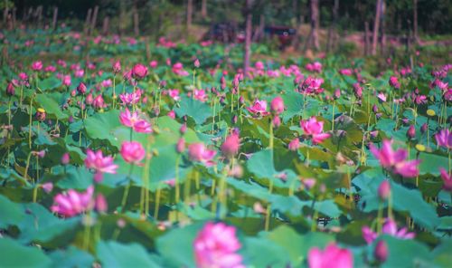 Hoa sen nở đỏ rực rỡ một góc làng quê yên bình. Ảnh: CĐ.