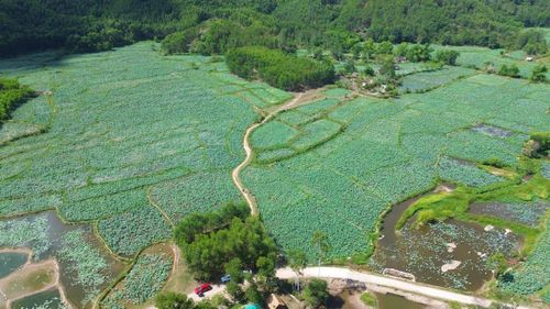 Một góc đầm sen Trà Lý nhìn từ trên cao. Ảnh: TT.