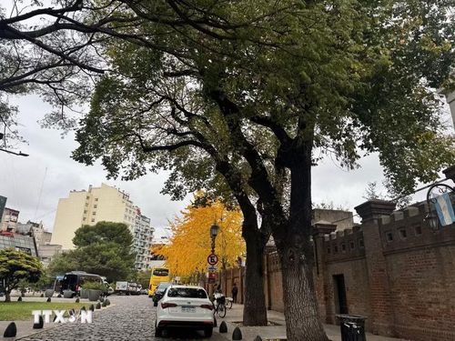 Những hàng cây bạch quả (Ginkgo biloba) tại khu phố Recoleta đồng loạt chuyển sang sắc vàng óng ánh. (Ảnh: Diệu Hương/TTXVN)