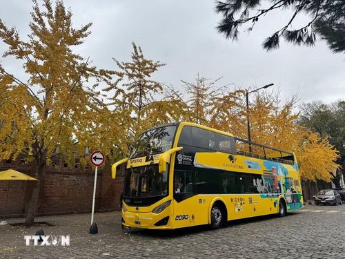 Dọc các tuyến đường và công viên cổ kính của Buenos Aires, những tán lá hình quạt phủ kín lối đi, tạo nên khung cảnh thơ mộng giữa lòng thủ đô Argentina. (Ảnh: Diệu Hương/TTXVN)