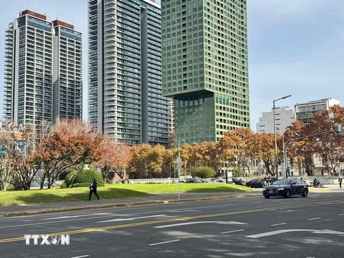 Những hàng cây phong Platanus ngả vàng dần trút lá vào cuối Thu tại khu phố Puerto Madero ở thủ đô Buenos Aires. (Ảnh: Diệu Hương/TTXVN)