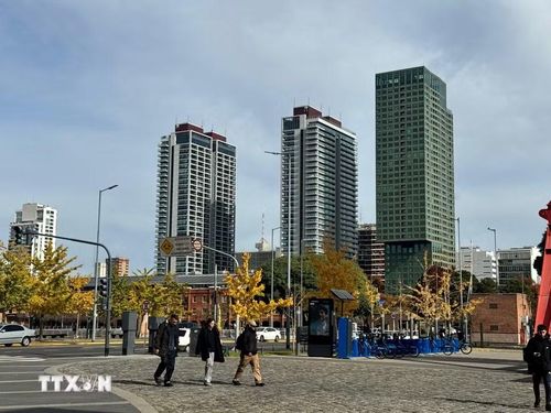 Những hàng cây bạch quả (Ginkgo biloba) tại khu phố Puerto Madero chuyển sang sắc vàng óng ả. (Ảnh: Diệu Hương/TTXVN)