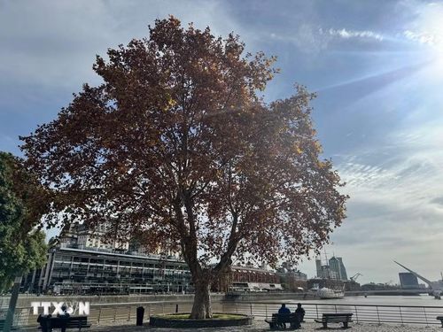 Những hàng cây phong Platanus ngả vàng dần trút lá vào cuối Thu tại khu phố Puerto Madero ở thủ đô Buenos Aires. (Ảnh: Diệu Hương/TTXVN)