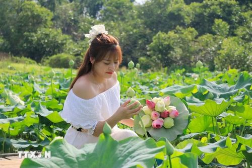 Không gian sen nở rộ không chỉ thu hút du khách mà còn mở ra cơ hội tăng thu nhập cho người dân. (Ảnh: Đinh Thùy/TTXVN)