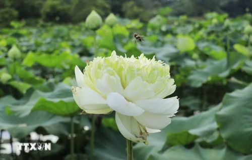 Những đóa hoa sen Quan Âm trắng tinh khôi xen lẫn màu xanh của lá đón ánh bình minh, tạo nên bức tranh thơ mộng. (Ảnh: Đinh Thùy/TTXVN)