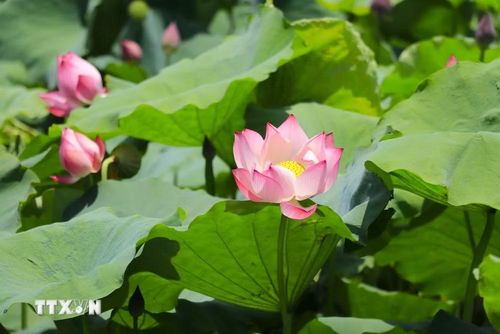 Hương sen thanh khiết lan tỏa trong không gian, mang đến cảm giác thư thái, bình yên cho bất cứ ai ghé thăm. (Ảnh: Đinh Thùy/TTXVN)
