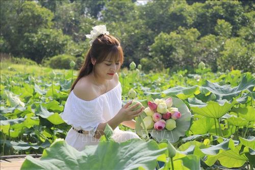 Không gian sen nở rộ không chỉ thu hút du khách mà còn mở ra cơ hội tăng thu nhập cho người dân.