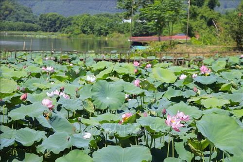 Những ngày đầu tháng Sáu, khi nắng vàng trải khắp các cánh đồng, cũng là lúc những bông sen ở Việt Hồng đua nhau bung nở.