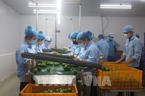 Sơ chế chanh không hạt trước khi đóng gói xuất khẩu tại Hợp tác xã trái cây sinh học OCOP. Ảnh tư liệu: Thu Hiền - TTXVN